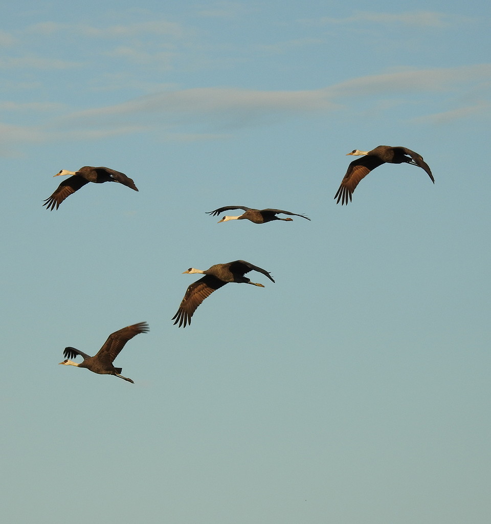 Hooded Cranes set off to forage in small groups or families © Mark Brazil